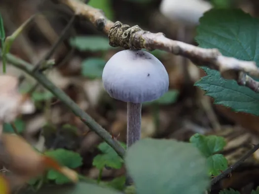 Provinciaal Domein Lippensgoed-Bulskampveld (België)